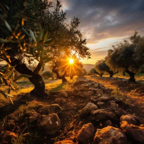 Olive grove in Galilee