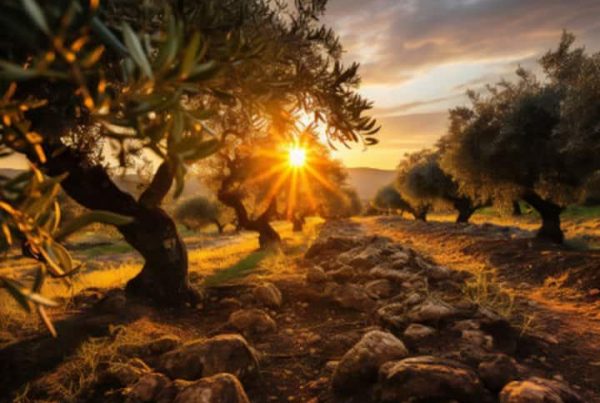 Olive grove in Galilee